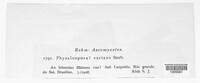 Telimena balansae image